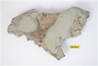 藏品(馬來長吻鱷上顎骨化石)的圖片